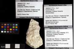 Foto (Objket + Etiketten) von Goniodromites sp. 